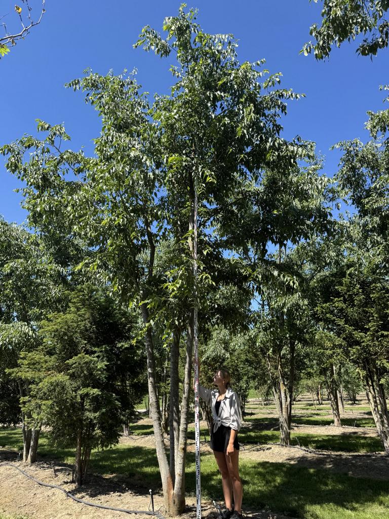 Celtis australis Schirmform