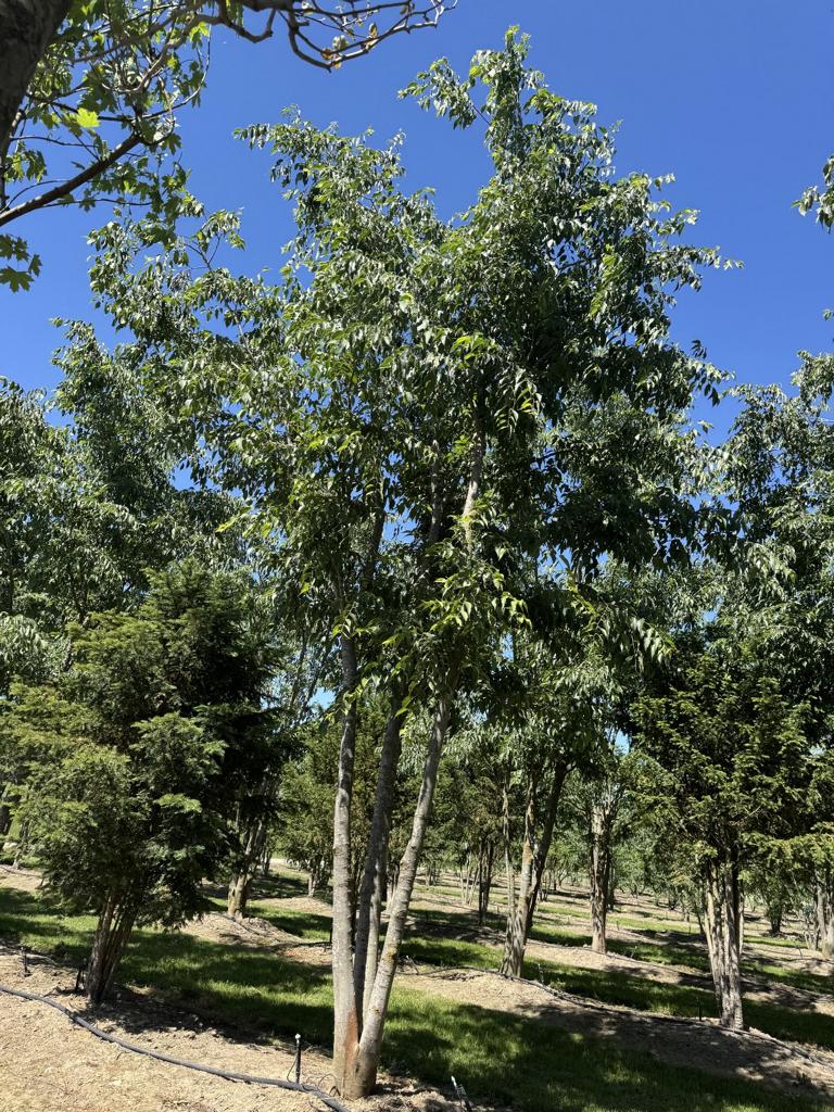 Celtis australis Schirmform