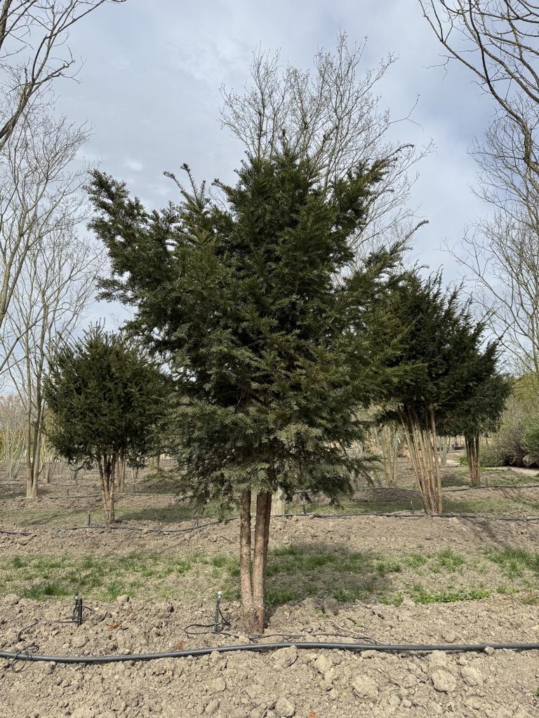 Taxus baccata Schirmform