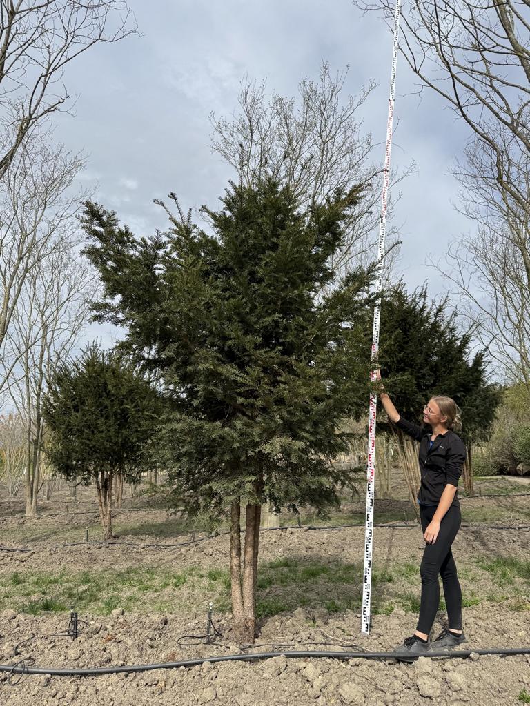 Taxus baccata Schirmform