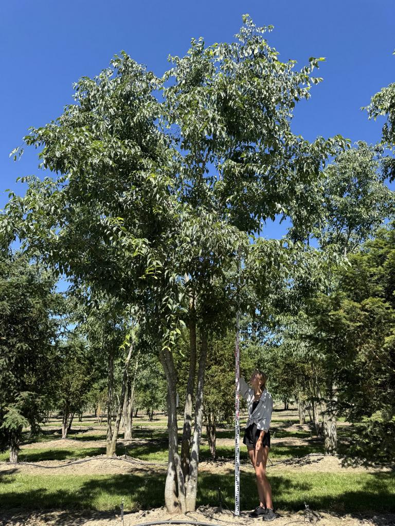 Celtis australis Schirmform