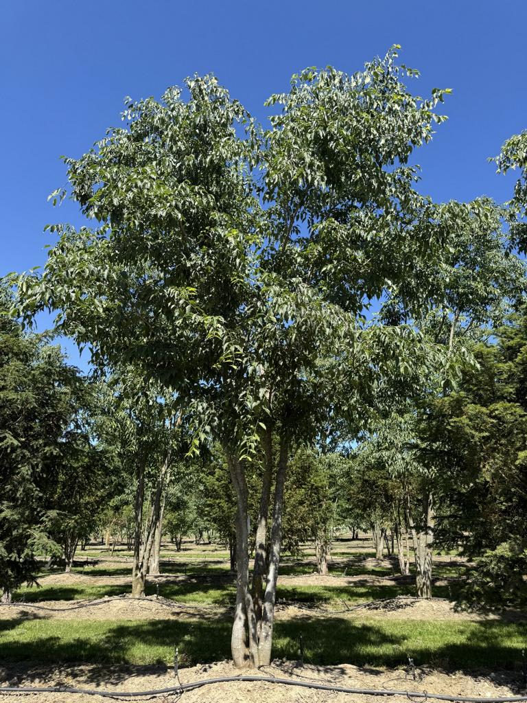 Celtis australis Schirmform