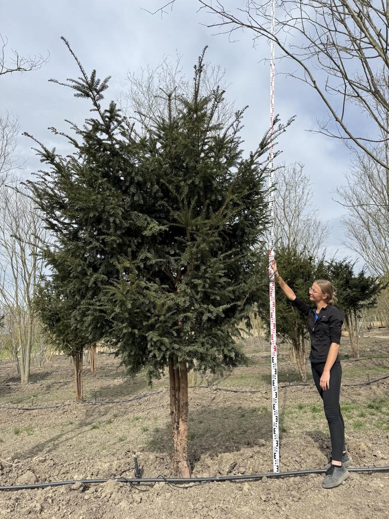 Taxus baccata Schirmform