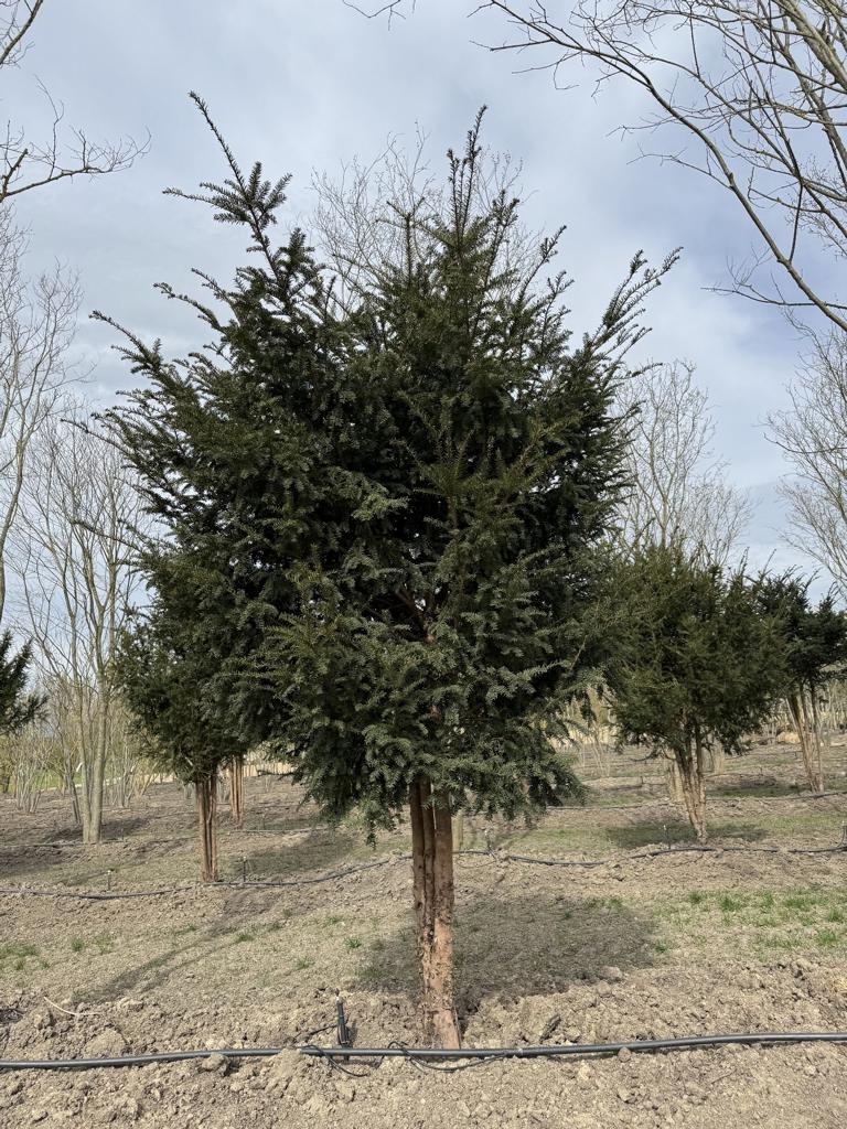Taxus baccata Schirmform