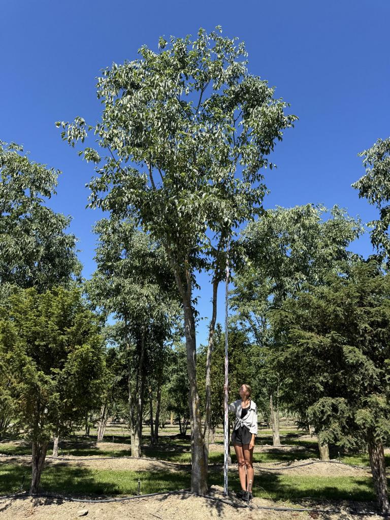Celtis australis Schirmform