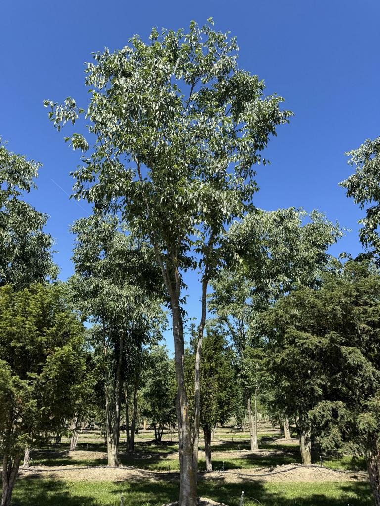 Celtis australis Schirmform