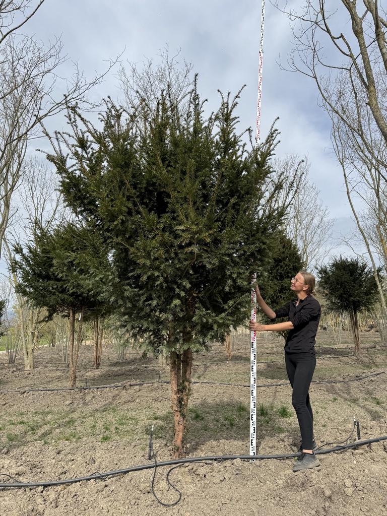 Taxus baccata Schirmform