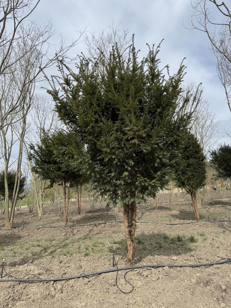 Taxus baccata Schirmform