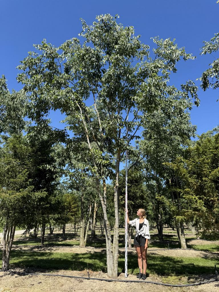 Celtis australis Schirmform