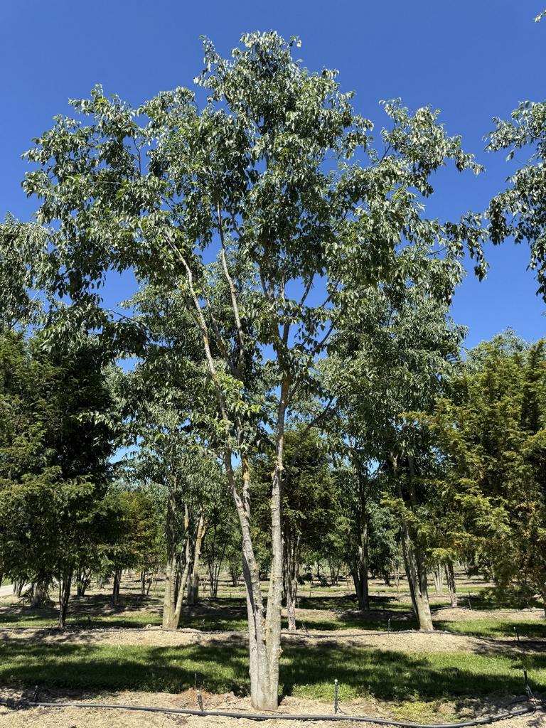 Celtis australis Schirmform
