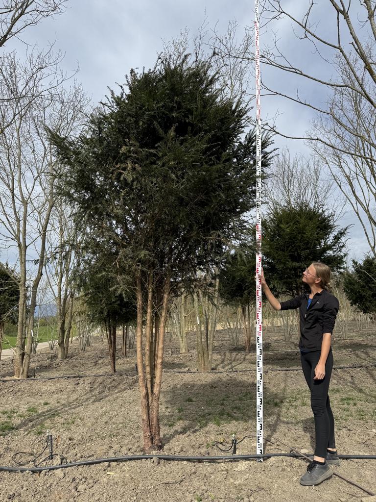 Taxus baccata Schirmform