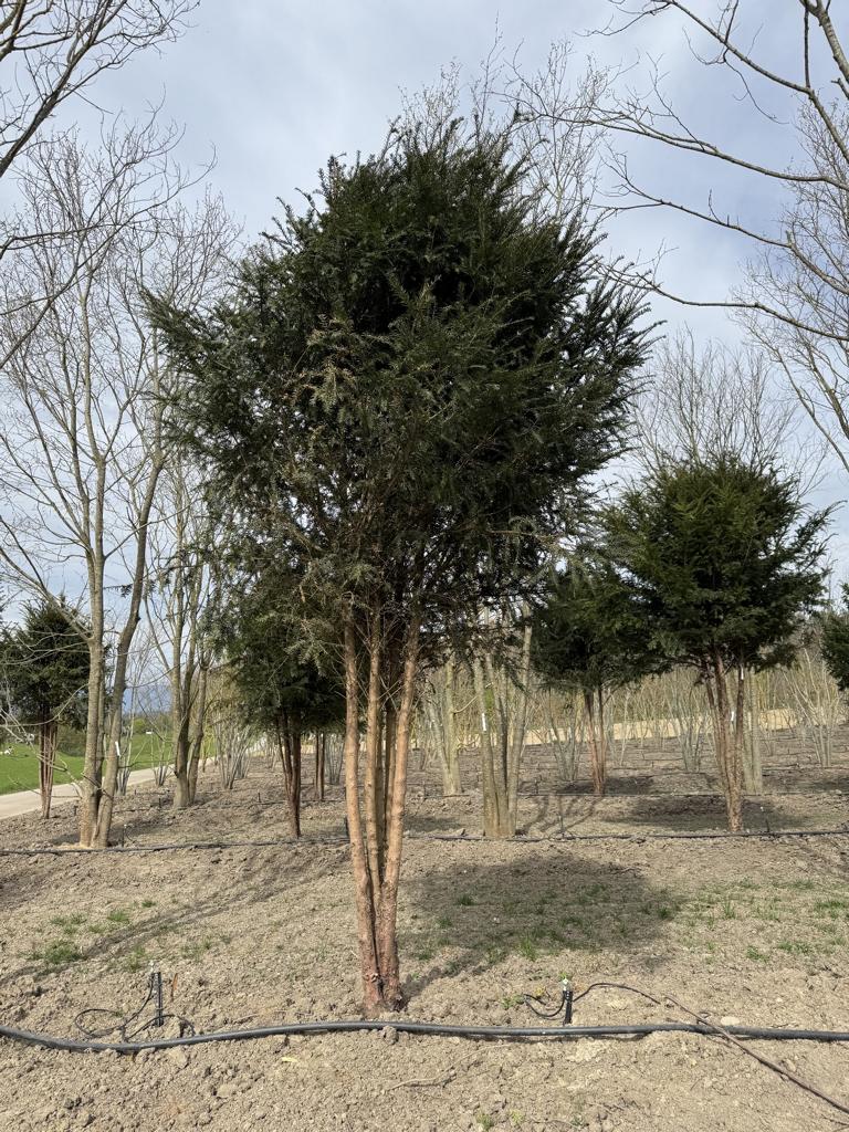 Taxus baccata Schirmform