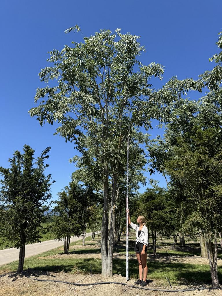 Celtis australis Schirmform