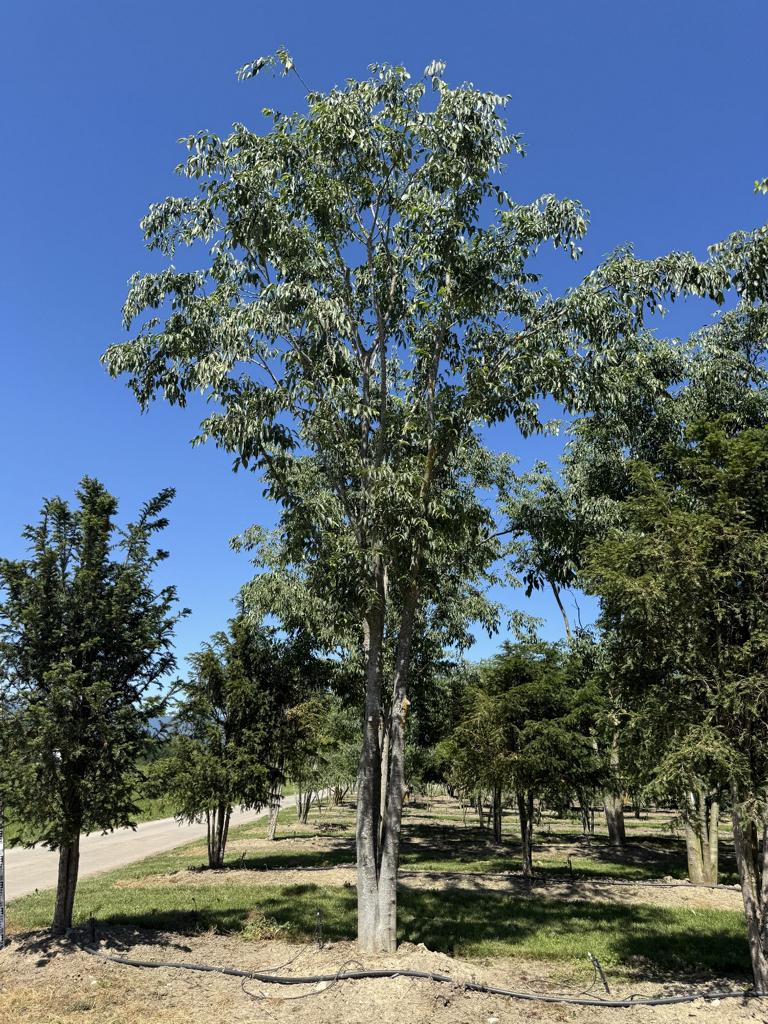 Celtis australis Schirmform