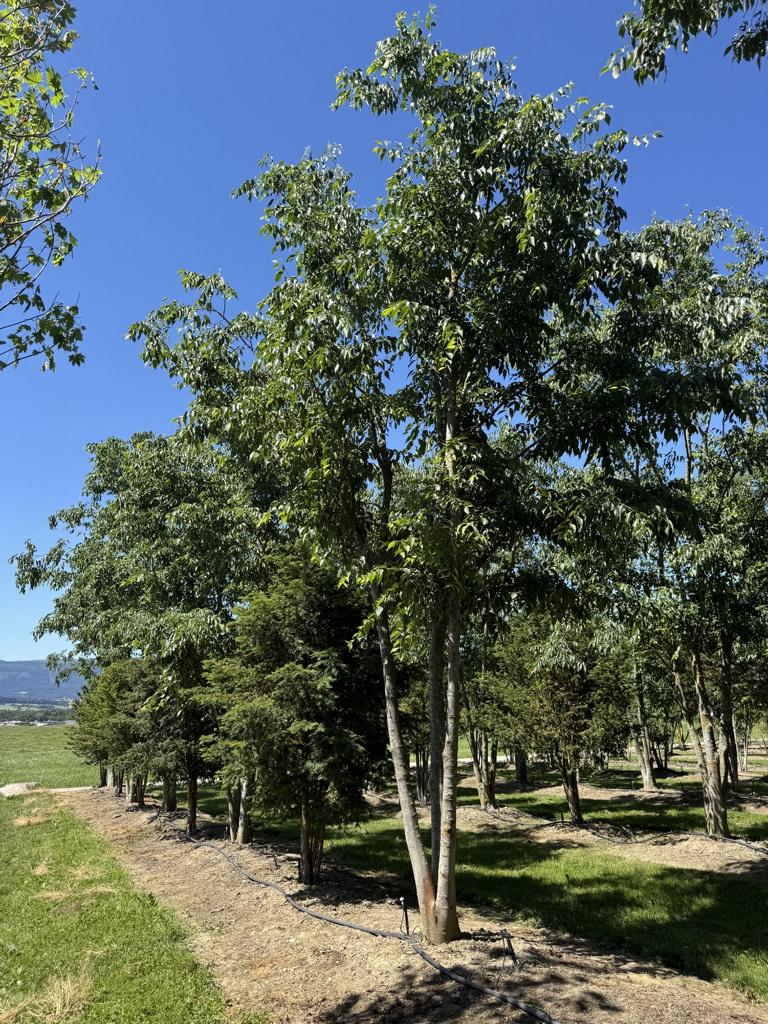 Celtis australis Schirmform