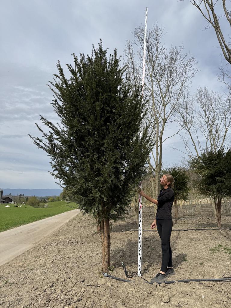 Taxus baccata Schirmform