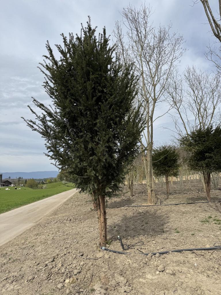 Taxus baccata Schirmform