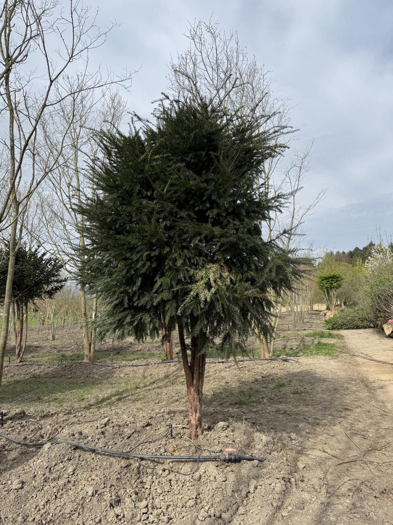 Taxus baccata Schirmform