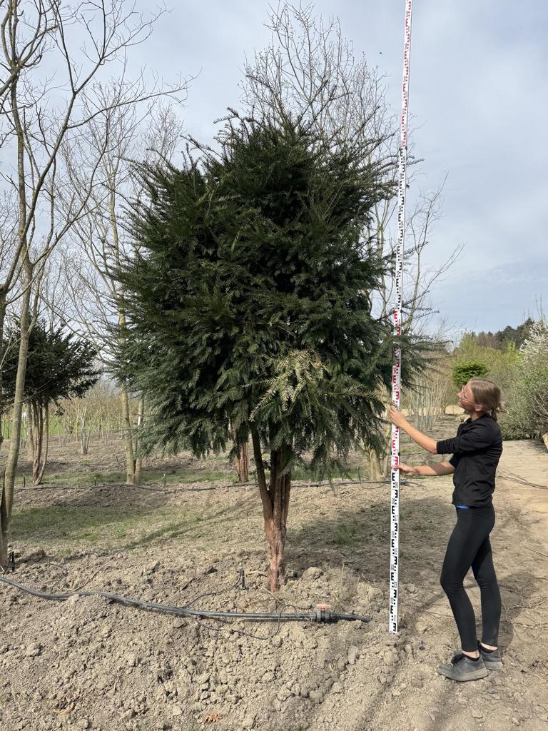 Taxus baccata Schirmform