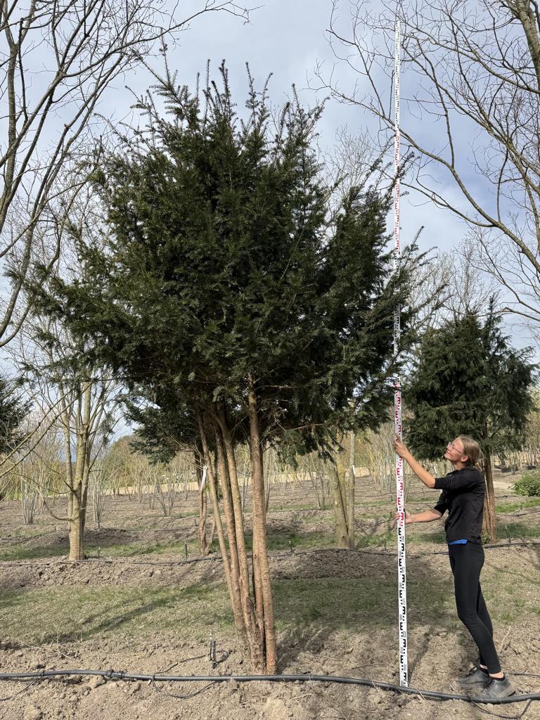 Taxus baccata Schirmform