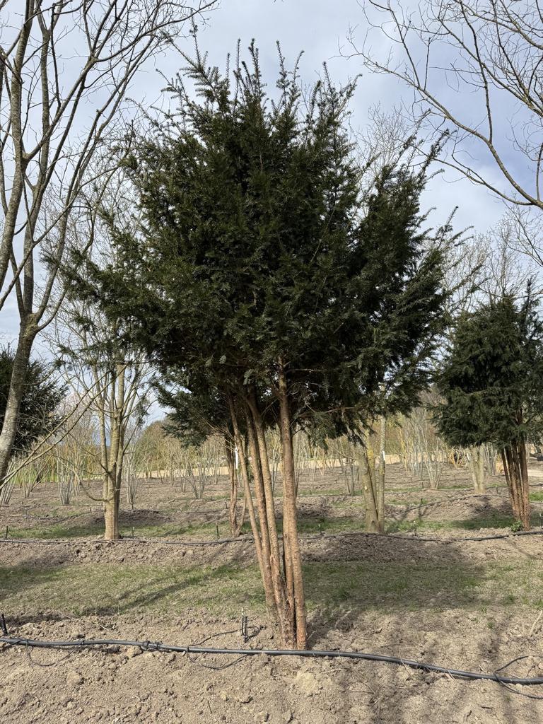 Taxus baccata Schirmform