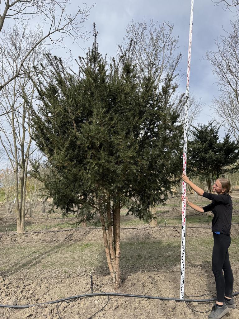 Taxus baccata Schirmform