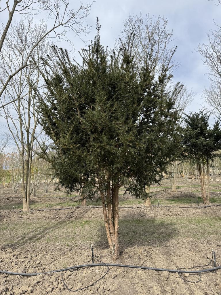 Taxus baccata Schirmform