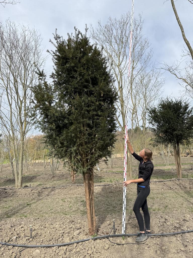 Taxus baccata Schirmform
