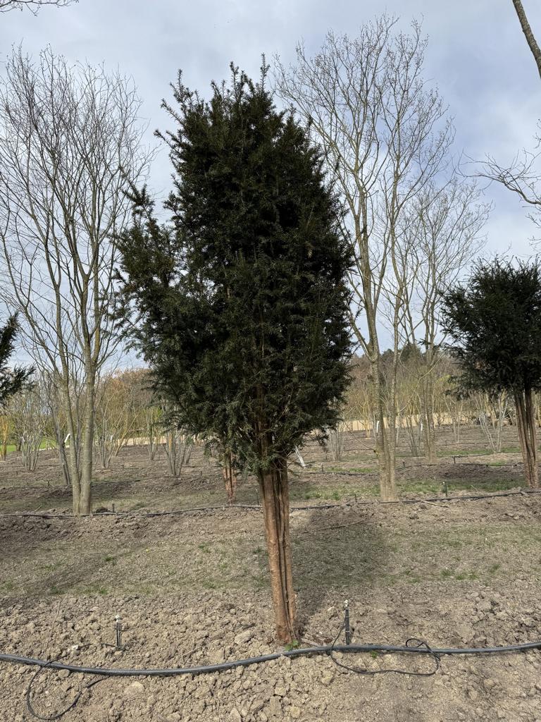 Taxus baccata Schirmform