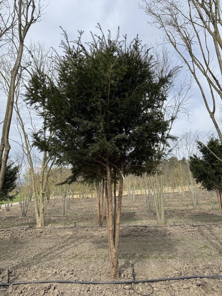 Taxus baccata Schirmform