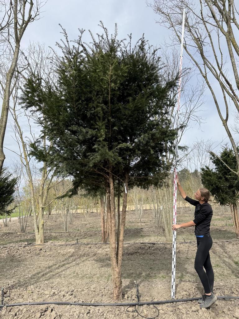 Taxus baccata Schirmform