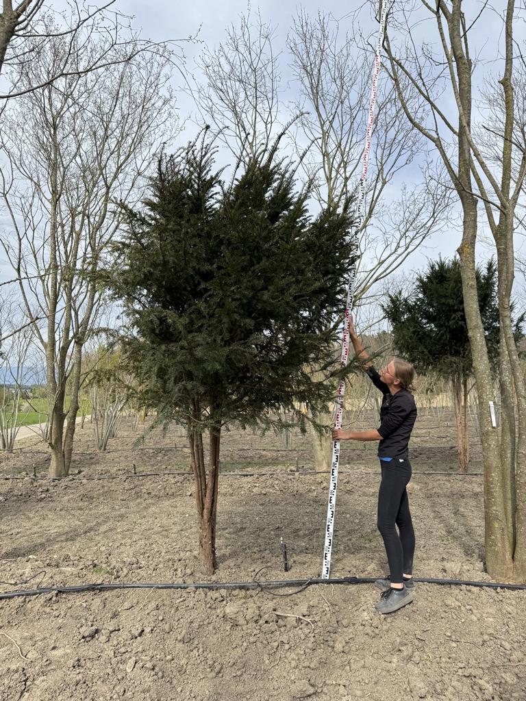 Taxus baccata Schirmform