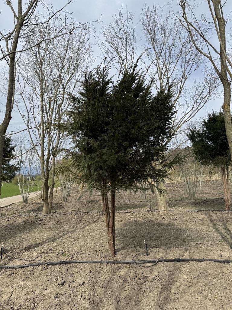 Taxus baccata Schirmform