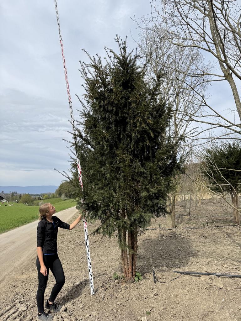 Taxus baccata Schirmform