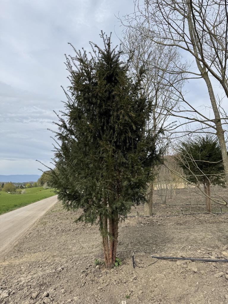 Taxus baccata Schirmform
