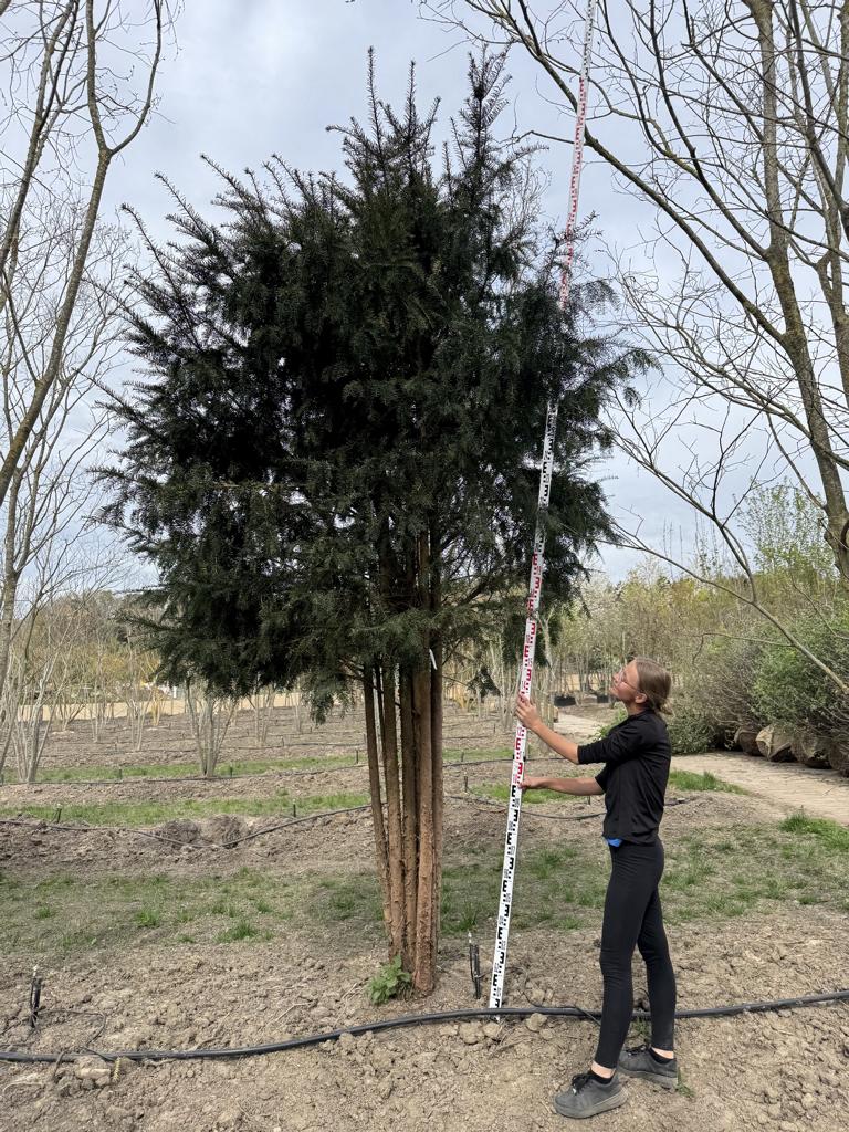Taxus baccata Schirmform