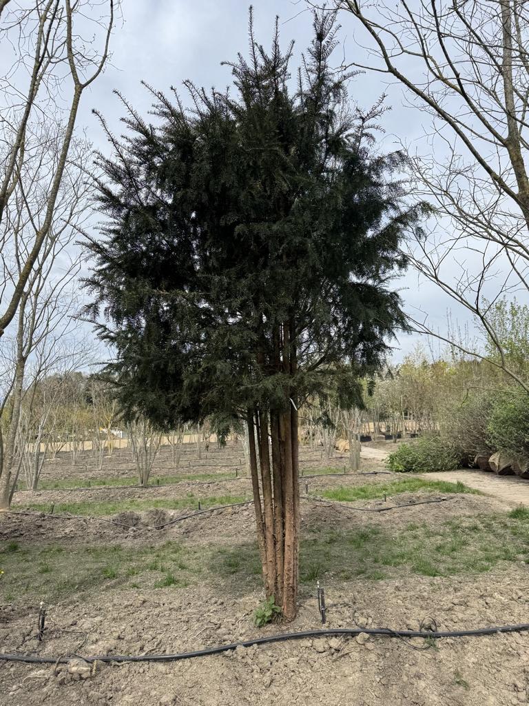 Taxus baccata Schirmform