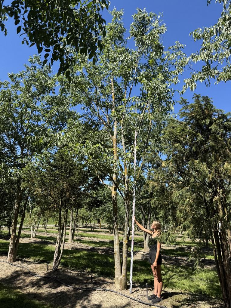 Celtis australis Schirmform