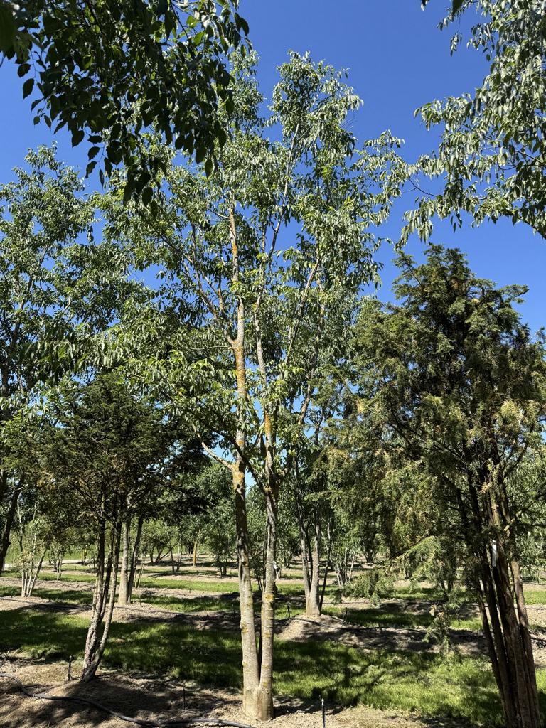 Celtis australis Schirmform