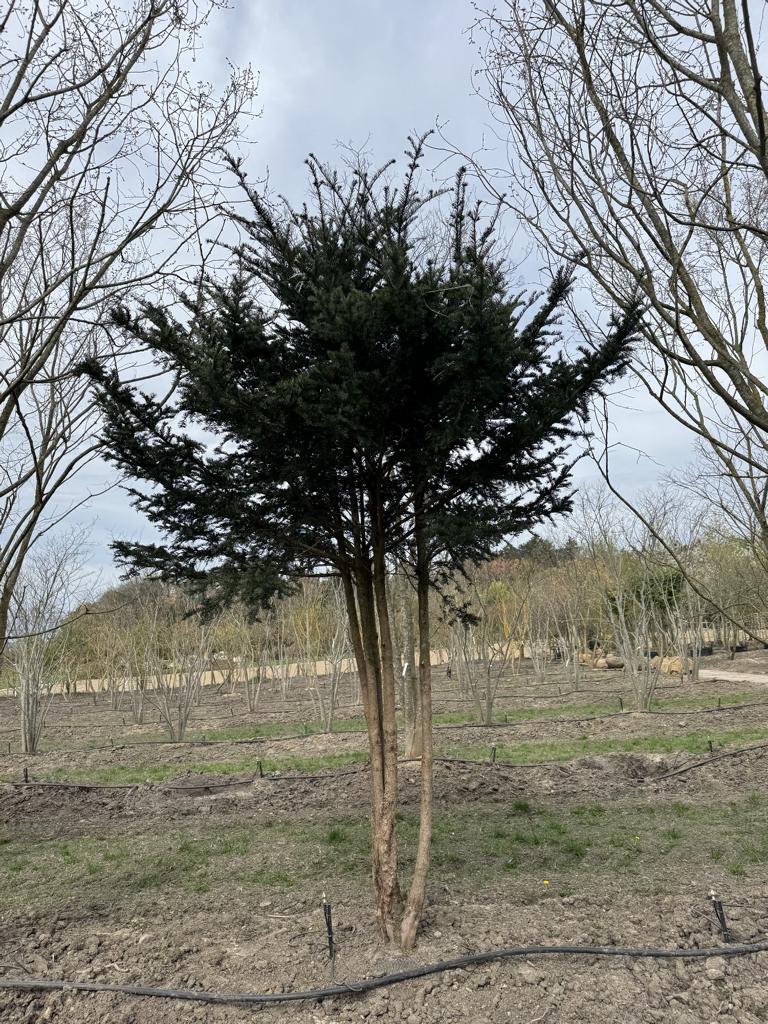 Taxus baccata Schirmform