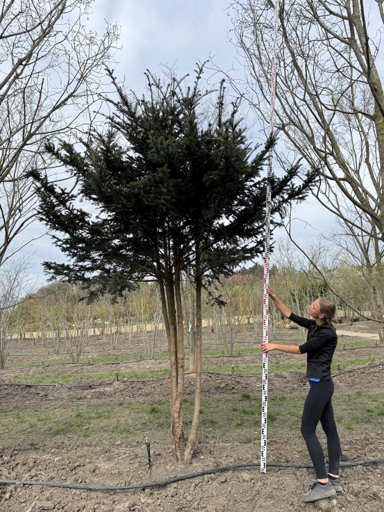 Taxus baccata Schirmform