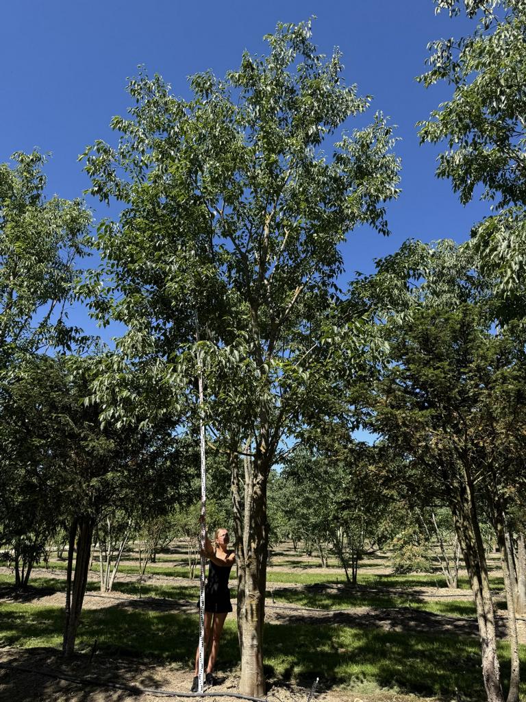 Celtis australis Schirmform