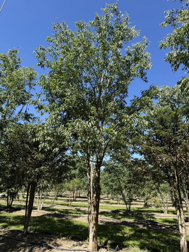 Celtis australis Schirmform
