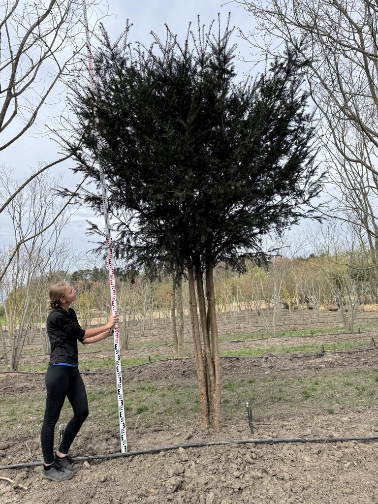 Taxus baccata Schirmform