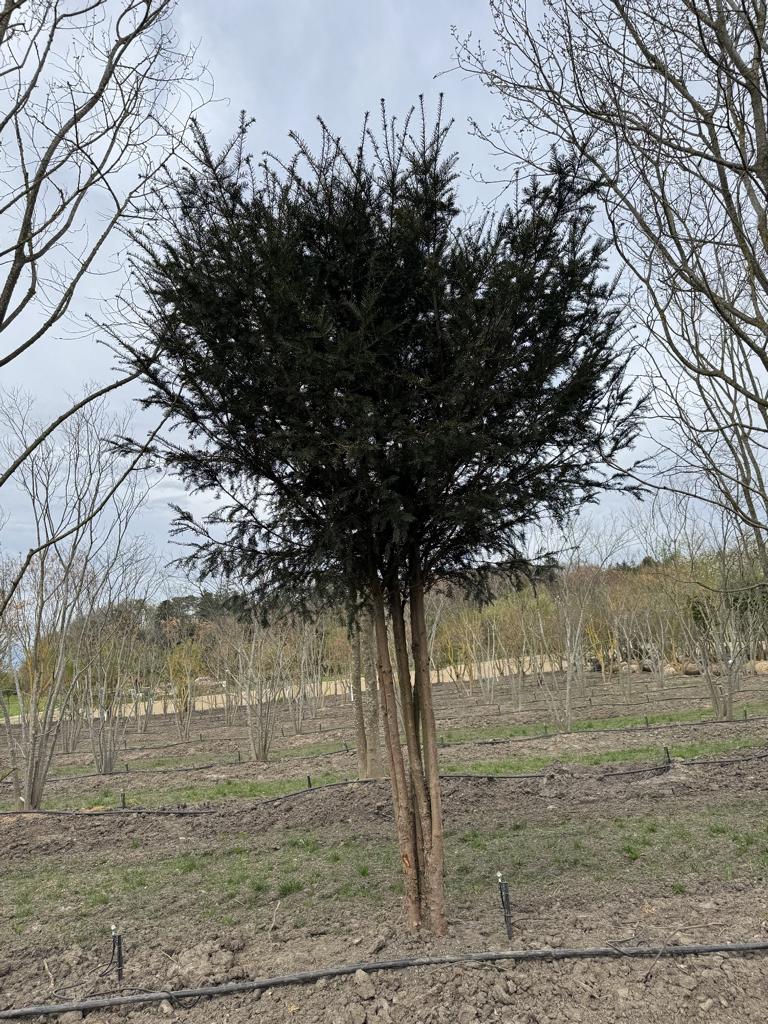 Taxus baccata Schirmform