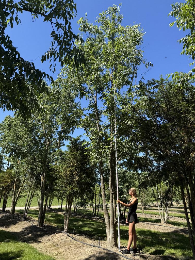 Celtis australis Schirmform