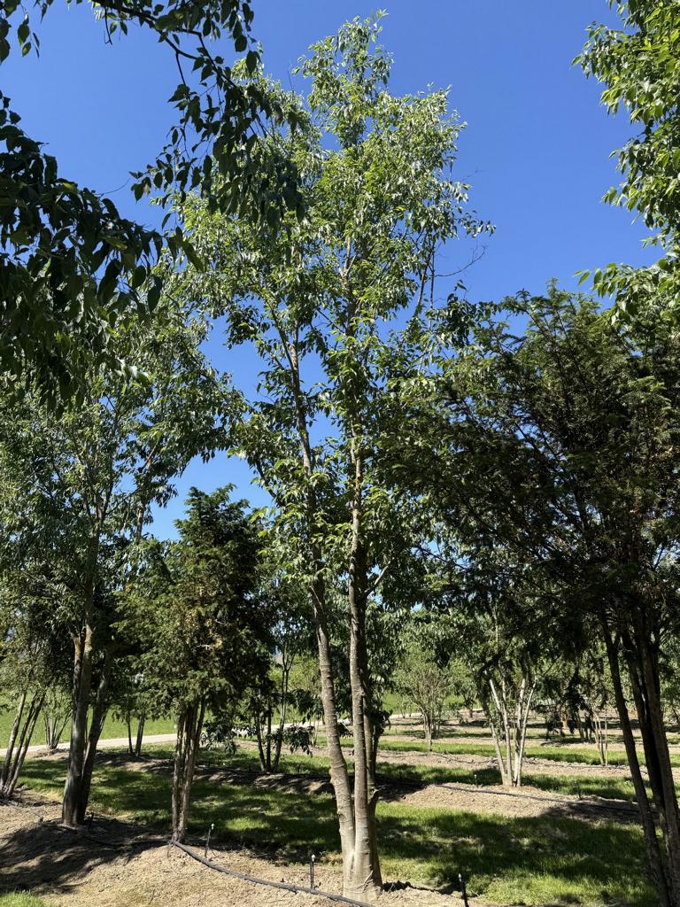 Celtis australis Schirmform