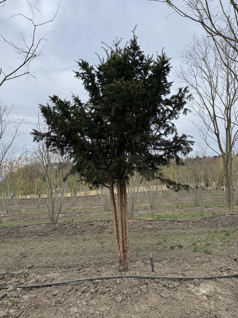 Taxus baccata Schirmform