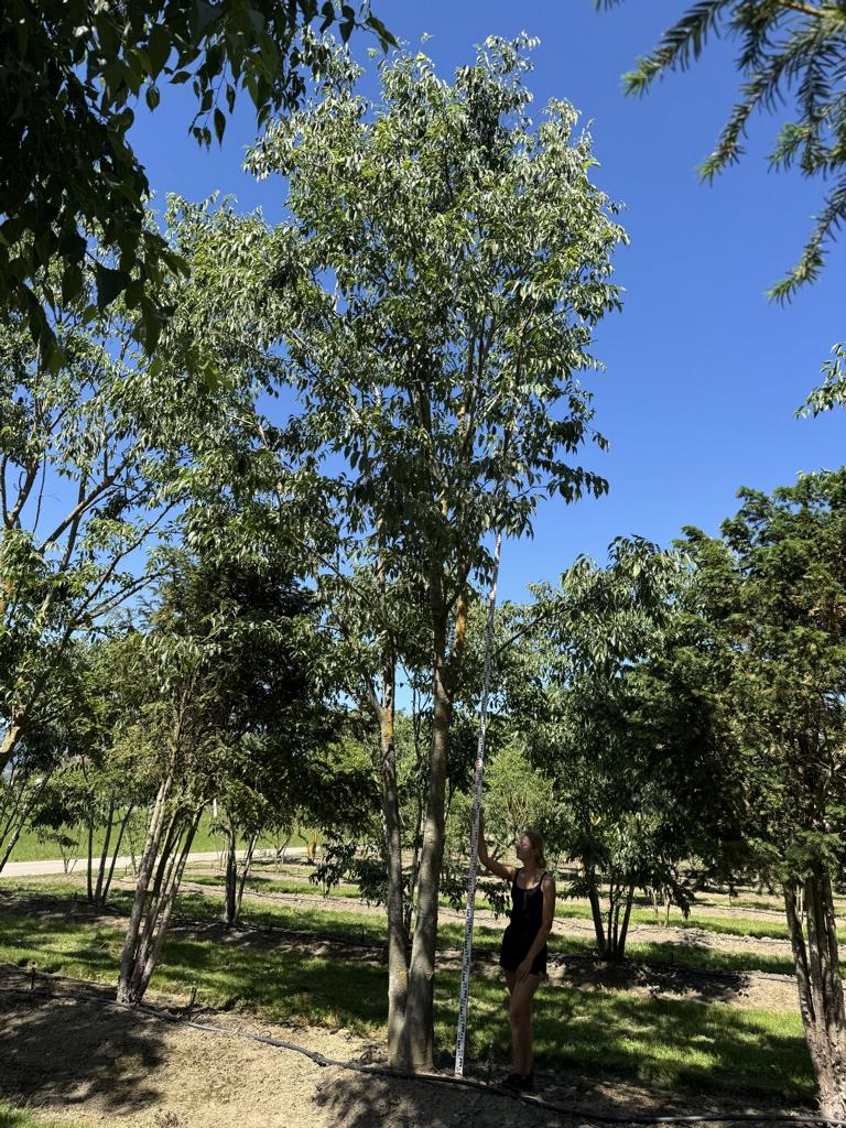 Celtis australis Schirmform