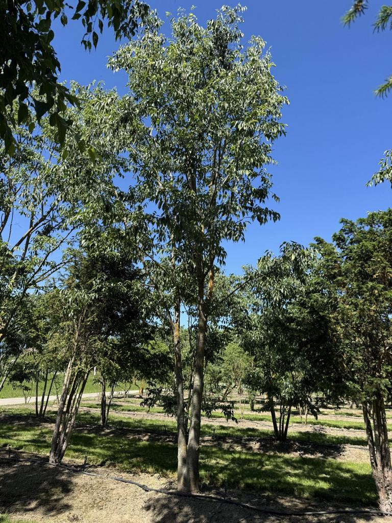 Celtis australis Schirmform